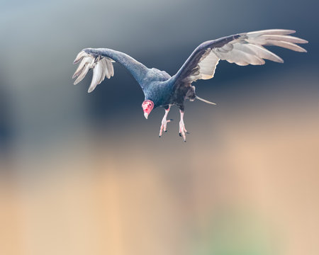 A Turkey Vulture landing on groundの写真素材