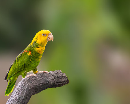 A Amazon parrot perching on a treeの写真素材
