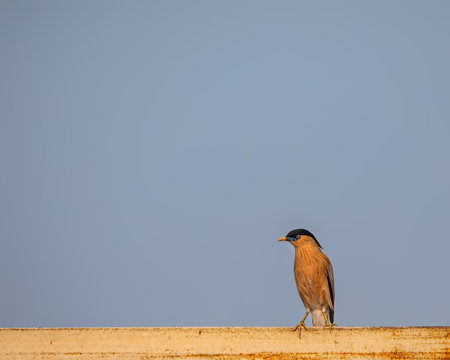 A Brahminy Starling sitting on a pipeの写真素材