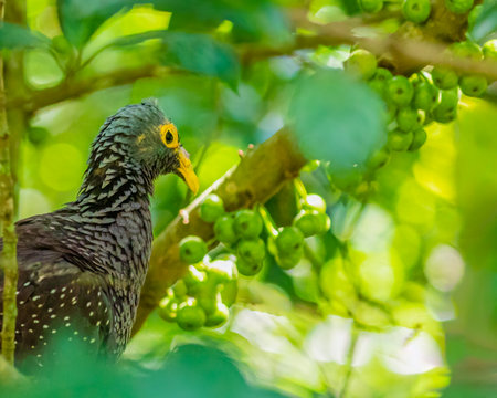 African Olive Pigeon hidden in treeの写真素材