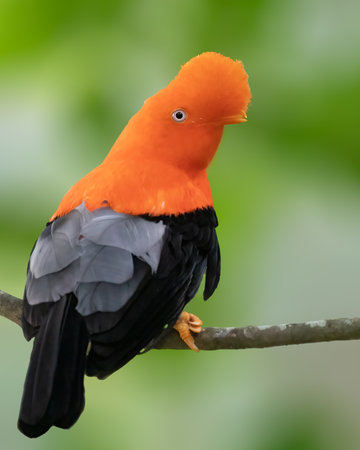 Andean cock of the rock looking backの写真素材