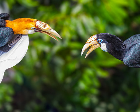 A pair Blyth's Hornbill in discussionの写真素材