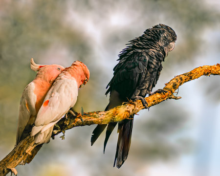 A Black Cockatoo along with Pink Cockatooの写真素材