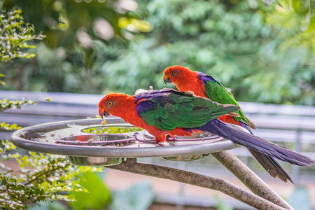 A Pair of Australian King Parrot taking foodの写真素材