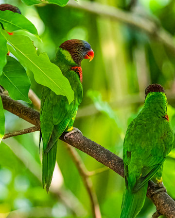 A Pair of Rainbow Lorikeet resting on a tree