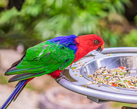 A Moluccan King Parrot on a food plate