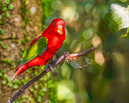 A Chattering Lori sitting on a tree