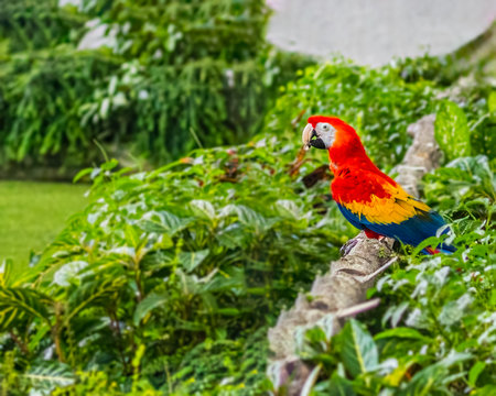 A Scarlet Macaw in a garden