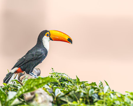 A Toco Toucan sitting on a tree