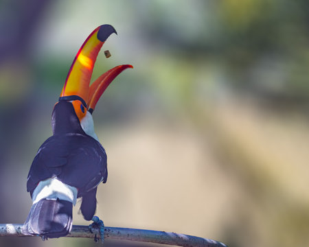 A Toco Toucan tossing its food