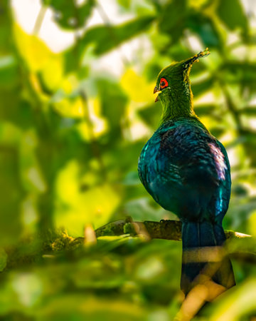 A Schalow Turaco resting on a tree