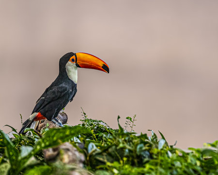 A Toco Toucaan perching on a tree