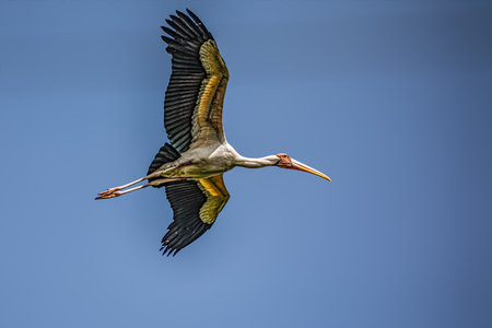 Close up of the head of a red-crested hornbillの写真素材