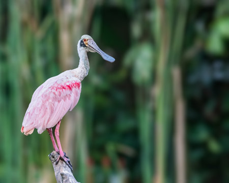 A Spoon Billed bird perching on a treeの写真素材