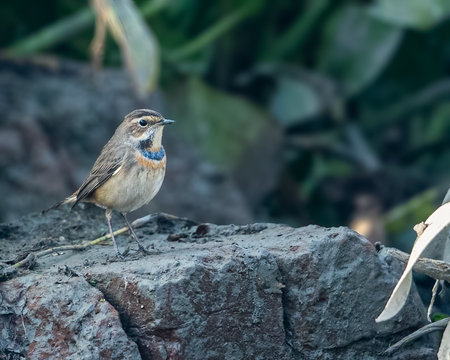 A Blue throat showing its colorの写真素材