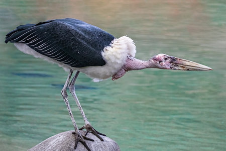 A Marabou Stork sitting on a rockの写真素材