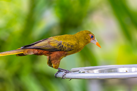 A Green Oropendola looking its food