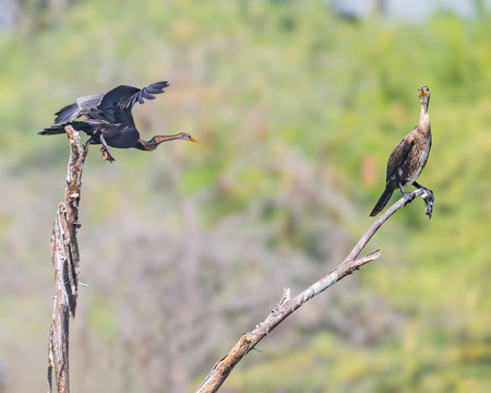A Oriental Darter taking off from a tree