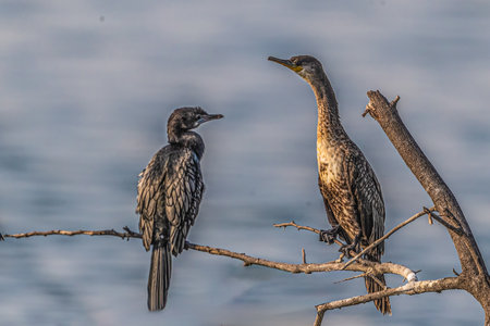 Two Cormorants resting on a tree