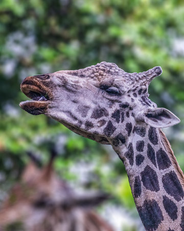 A female Giraffe Calling with open mouthの写真素材