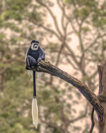 Eastern black and White Colobus resting on a tree
