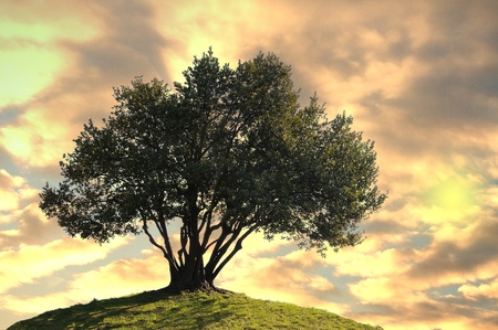 Olive tree on clouds at sunset background