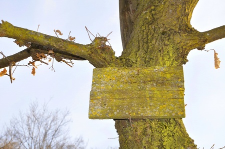 Signboard lichens and old trunk on clear sky