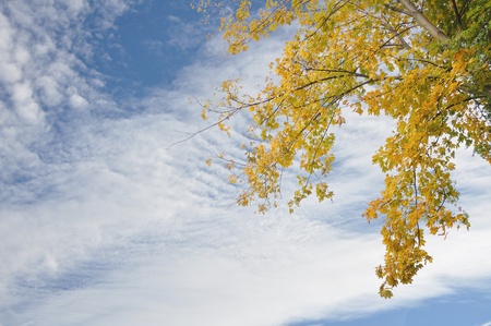 Maple branches in autumn with sky