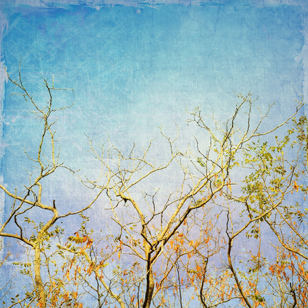 Bare branches of locust tree on blue sky. Vintage style.の写真素材