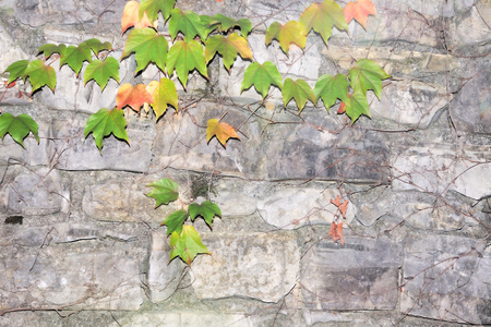 Ancient stone wall with ivyの写真素材