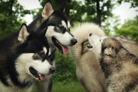 Three dogs. Huskies and Malamutes communicate.の写真素材