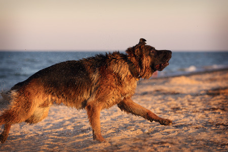 German shepherd runs along the beach. Wet dog plays by the sea.の写真素材