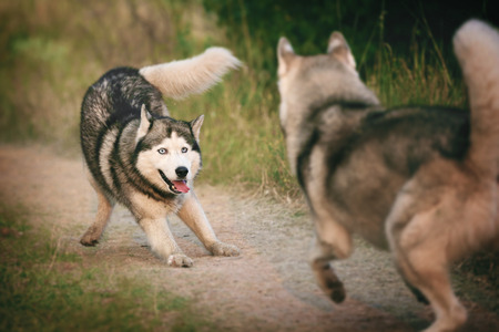 Two dogs having fun playing. Siberian husky escape together.の写真素材