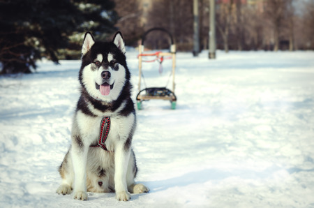 A dog in sled harness. The Alaskan Malamute sits on the snow.の写真素材