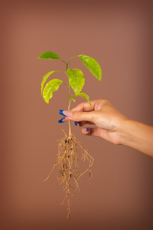 Little lemon tree in hand with roots.