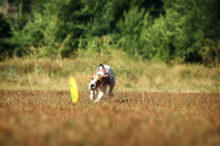 The dog runs after plate rolling. Jack Russell Terrier chasing a drive in the sun on the green grass.の写真素材