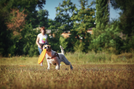 Dog breed Jack Russell Terrier with a bowl for throwing runs on the green grass fun.の写真素材