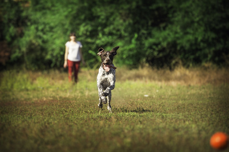Dog breed pointers. The dog runs for the ball.の写真素材