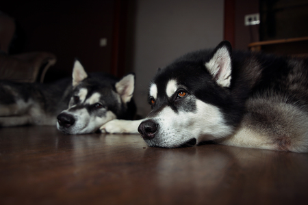 Two dogs lie on the floor. Alaskan Malamute resting.の写真素材