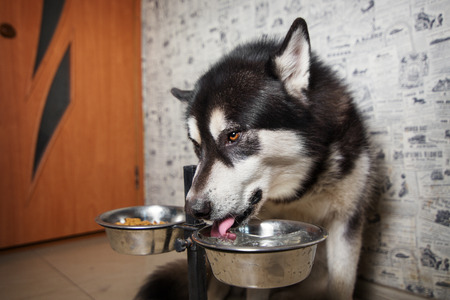 The dog drinks water. Alaskan Malamute he drinks from a bowl in the room.の写真素材