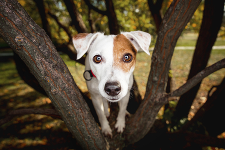 Funny portrait of a dog. The dog on the tree.の写真素材