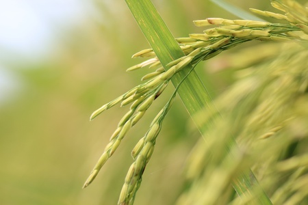 Golden seedの写真素材