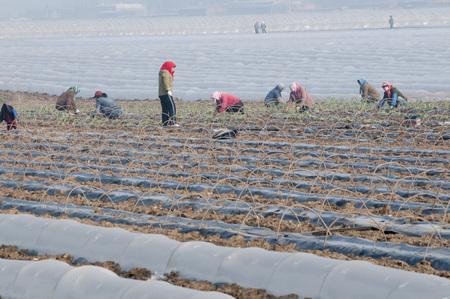 Beets farmerの写真素材