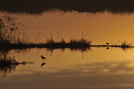 Sunset and water birdsの写真素材