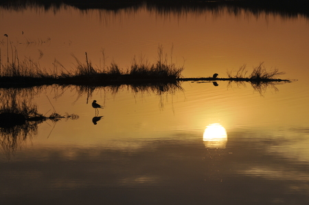 Sunset and water birdsの写真素材