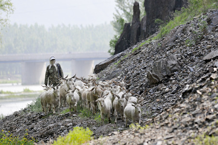 Shepherdの写真素材