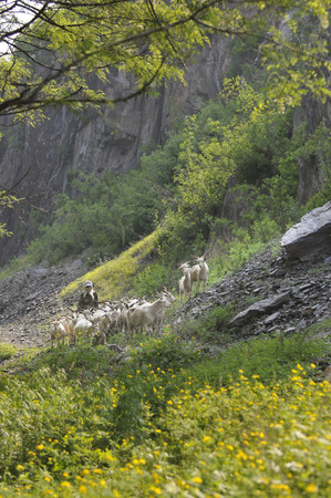 Shepherdの写真素材