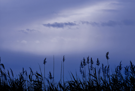 The reeds and the skyの写真素材