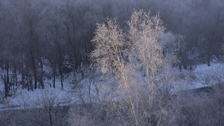 Winter misty sceneryの写真素材