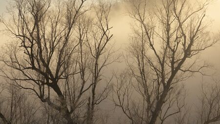 Winter misty sceneryの写真素材